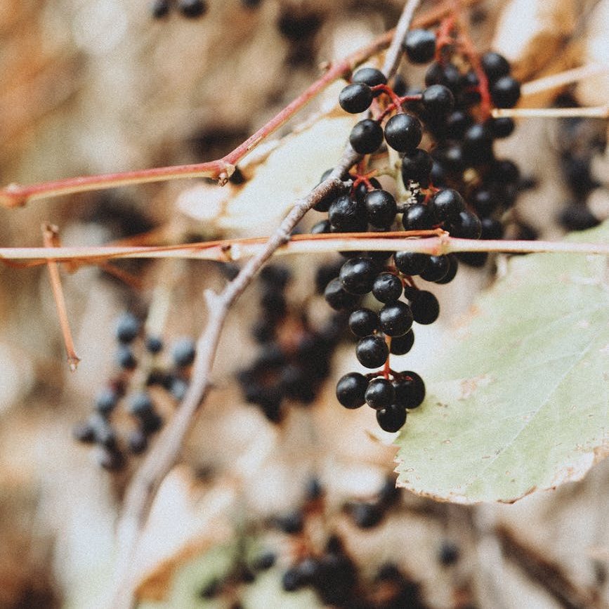 cluster of black berries on tree branch